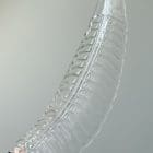 Murano Chandelier Felci Transparent Cherry Vintage Interior-3